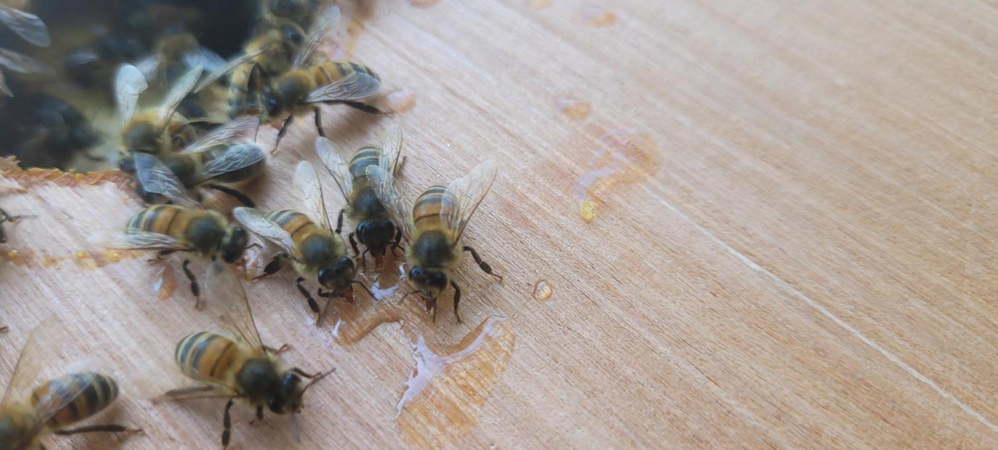 La Maison De L'Abeille De Percey Longeau-Percey Dış mekan fotoğraf